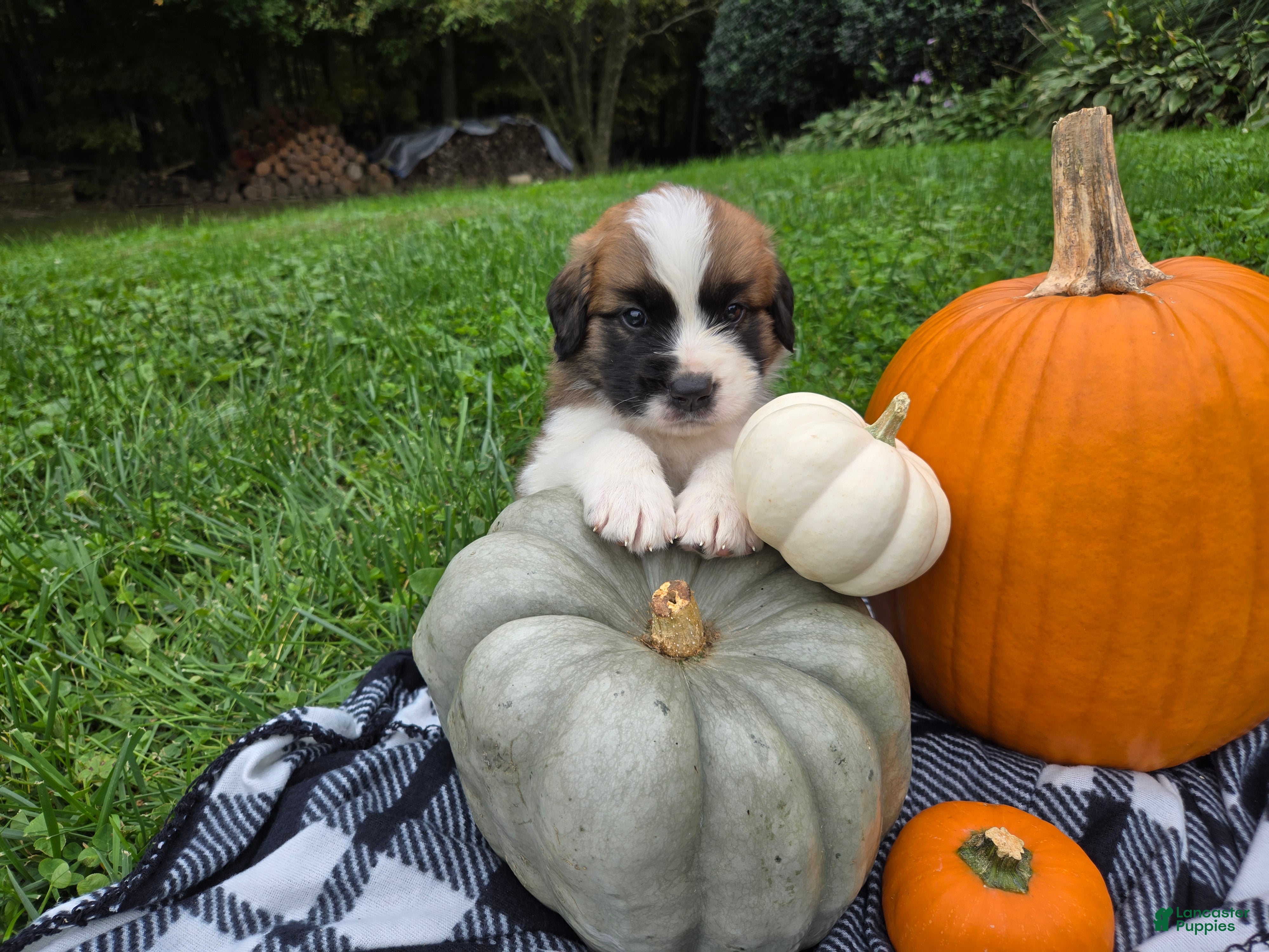 Saint Bernard dogs Beethoven - Ad 1