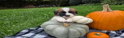 Saint Bernard dogs for sale: Beethoven - Ad 1
