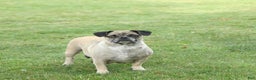 Frug dogs for sale: Miles - Ad 6