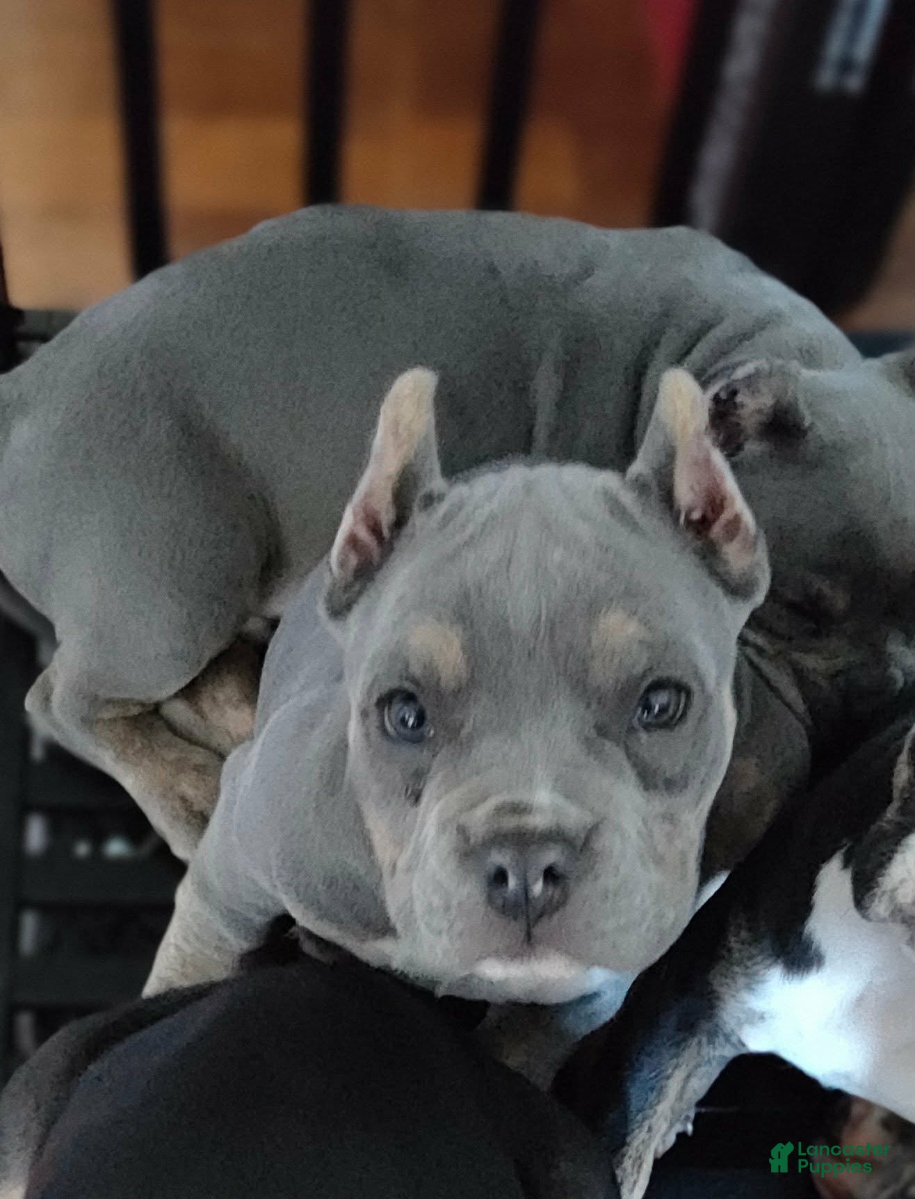 American Bully dogs for sale: American Bully 4 - Ad 3