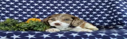 Cockapoo dogs for sale: Ferguson - Ad 5