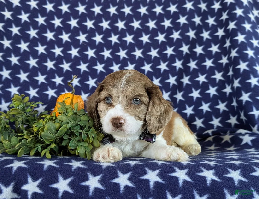 Cockapoo dogs for sale: Ferguson - Ad 5