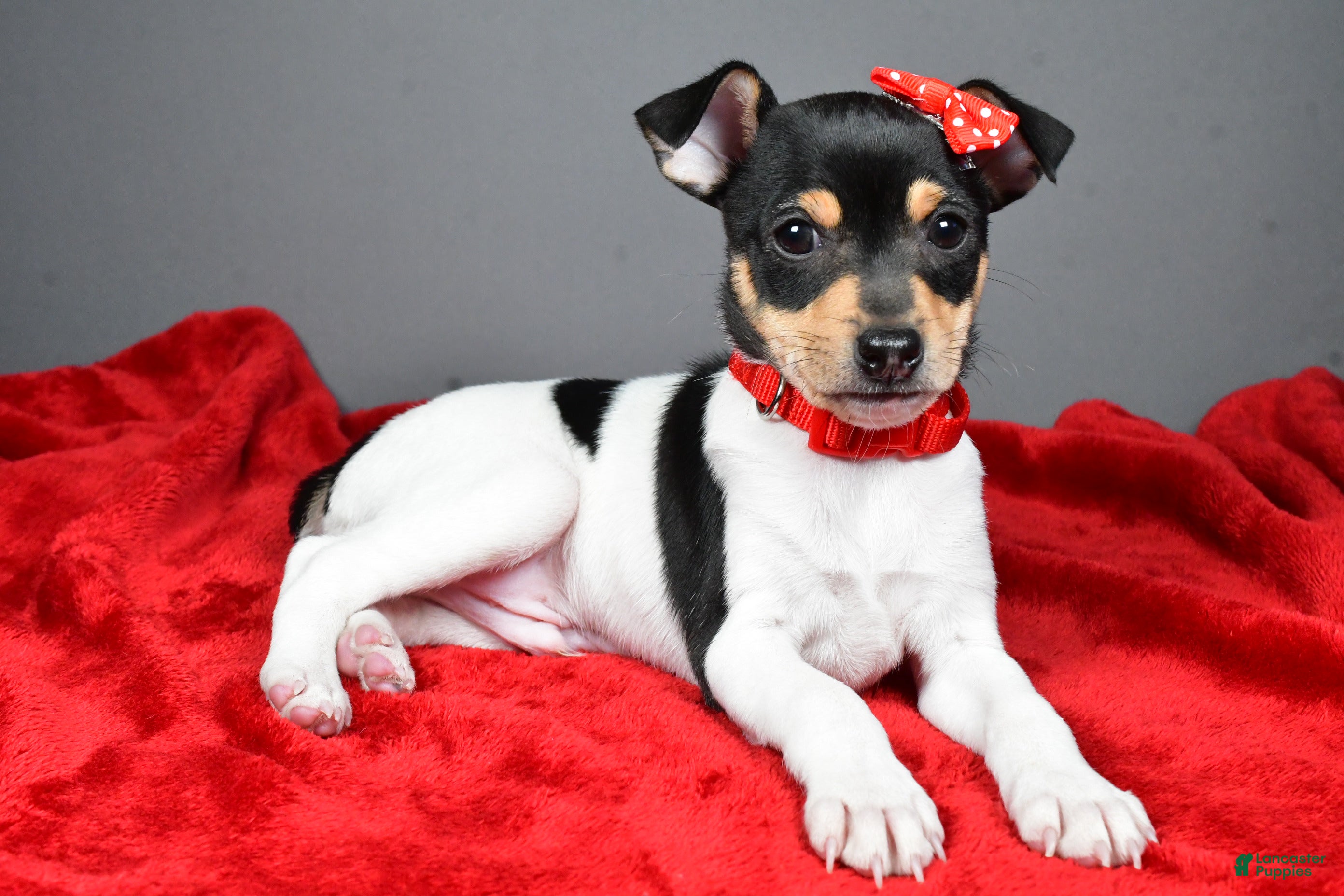 Toy Fox Terrier dogs Nicky - Ad 5