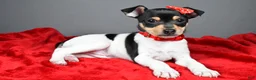 Toy Fox Terrier dogs for sale: Nicky - Ad 1