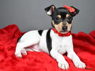 Toy Fox Terrier dogs Nicky - Ad 5