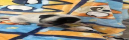 Australian Cattle Dog dogs for sale: Australian Cattle Dog Puppy 8 - Ad 2