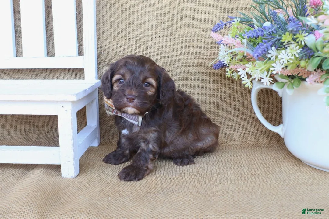 Cockapoo dogs for sale: Colton - Ad 2
