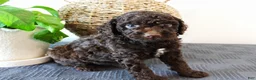 Mini Goldendoodle dogs for sale: Hershey - Ad 1