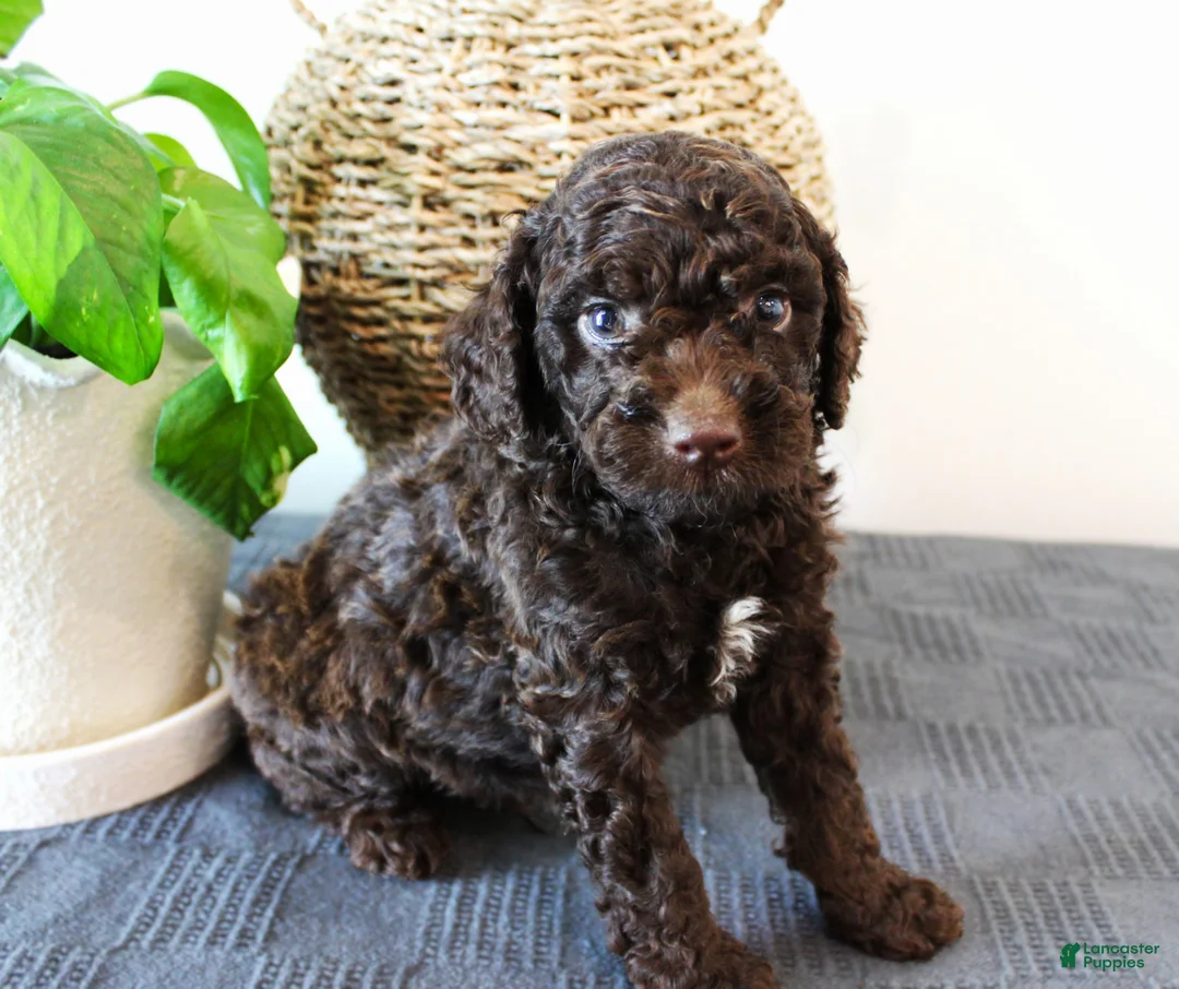 Mini Goldendoodle dogs for sale: Hershey - Ad 1