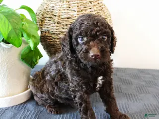 Mini Goldendoodle dogs for sale: Hershey - Ad 4