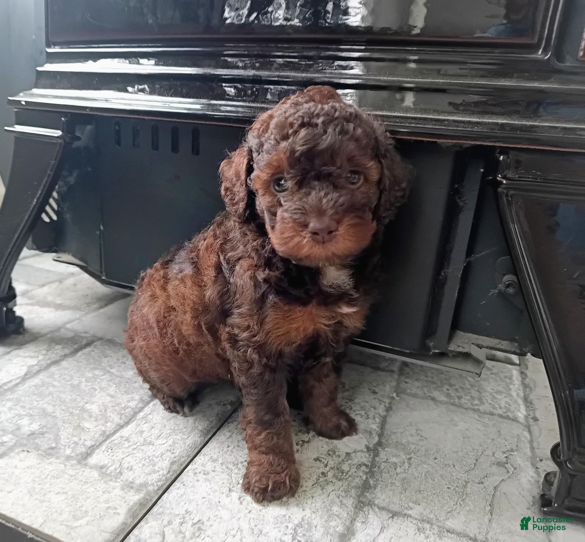 Miniature Poodle dogs Zara - Ad 2