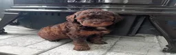 Miniature Poodle dogs for sale: Zara - Ad 2