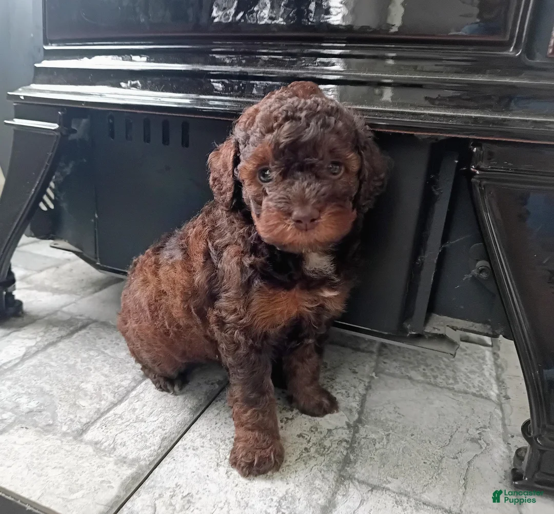 Miniature Poodle dogs for sale: Zara - Ad 2