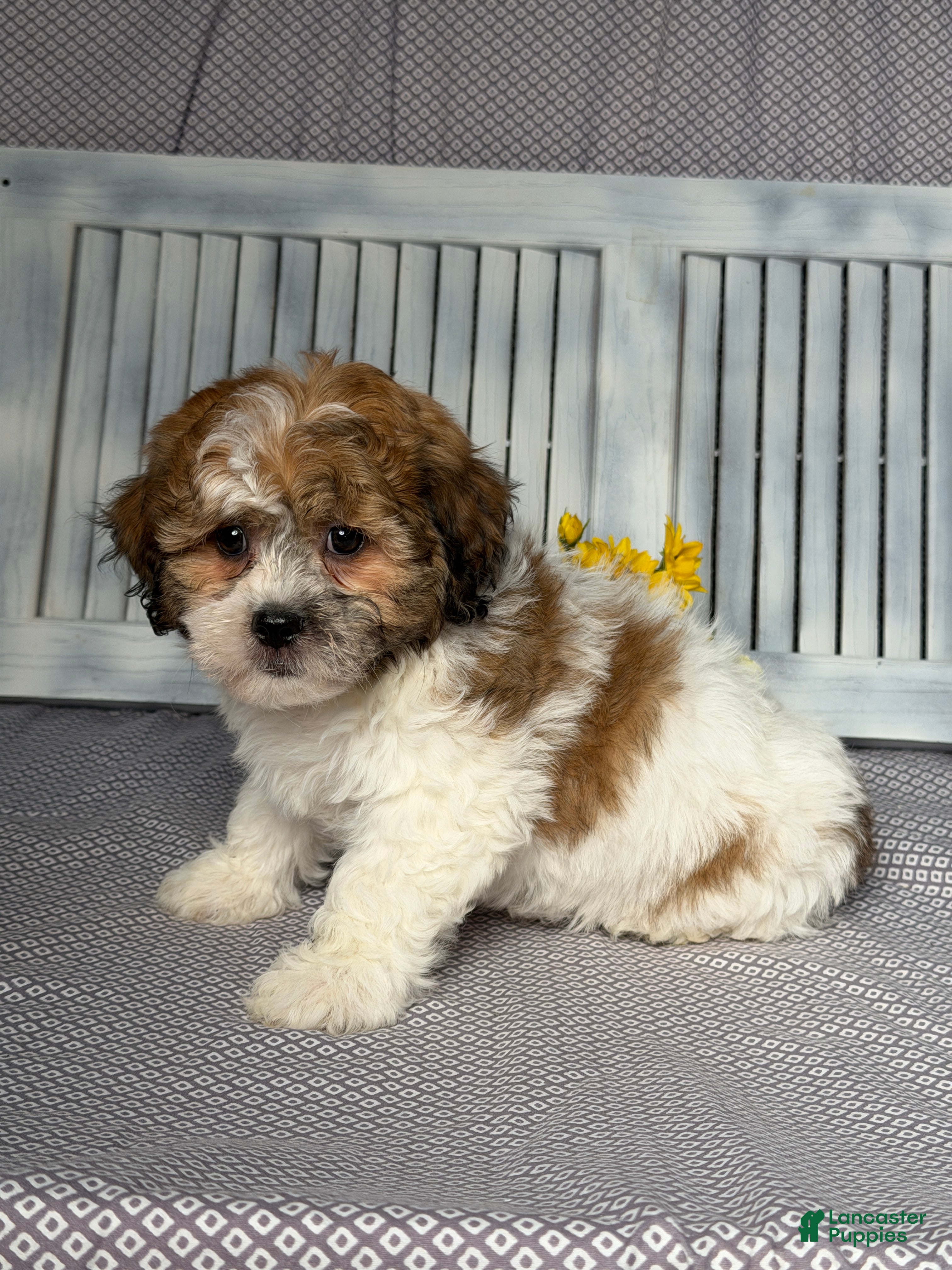 Teddy Bear dogs Axel - Ad 2