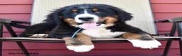 Bernese Mountain Dog dogs for sale: Jax - Ad 5
