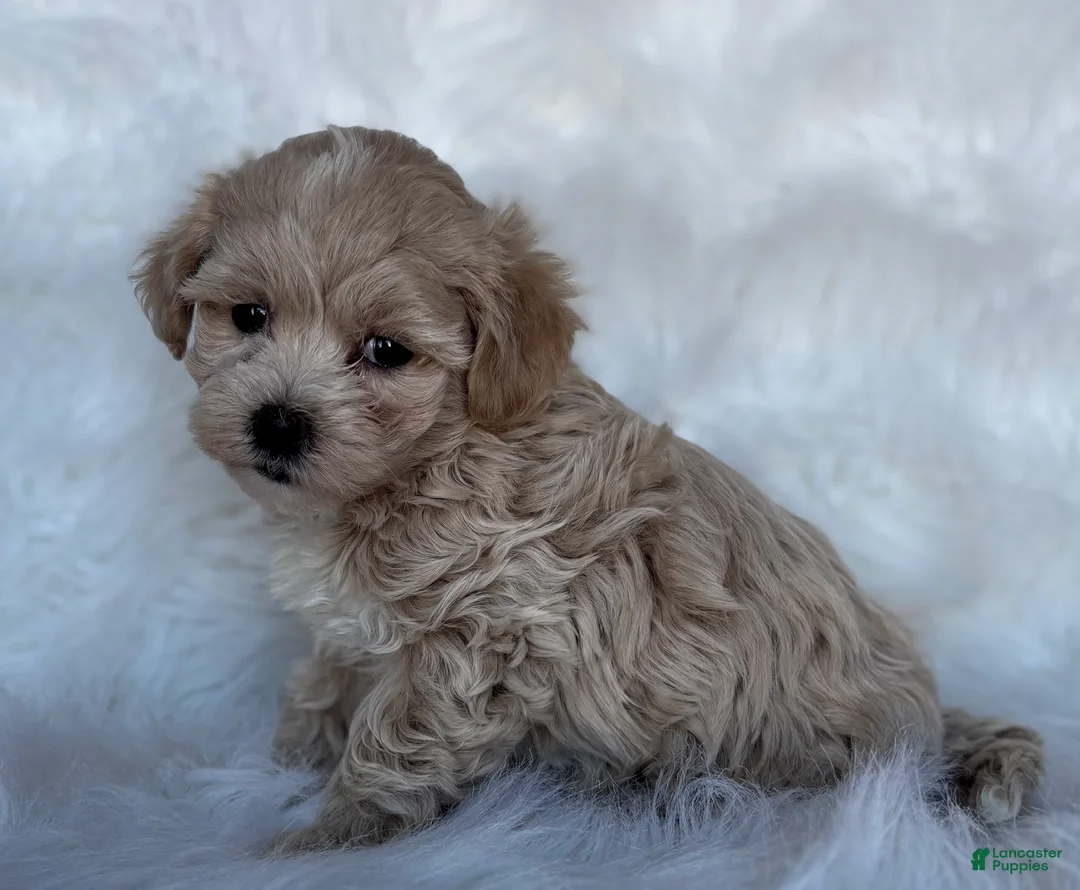 Maltipoo dogs for sale: Lexi - Ad 3