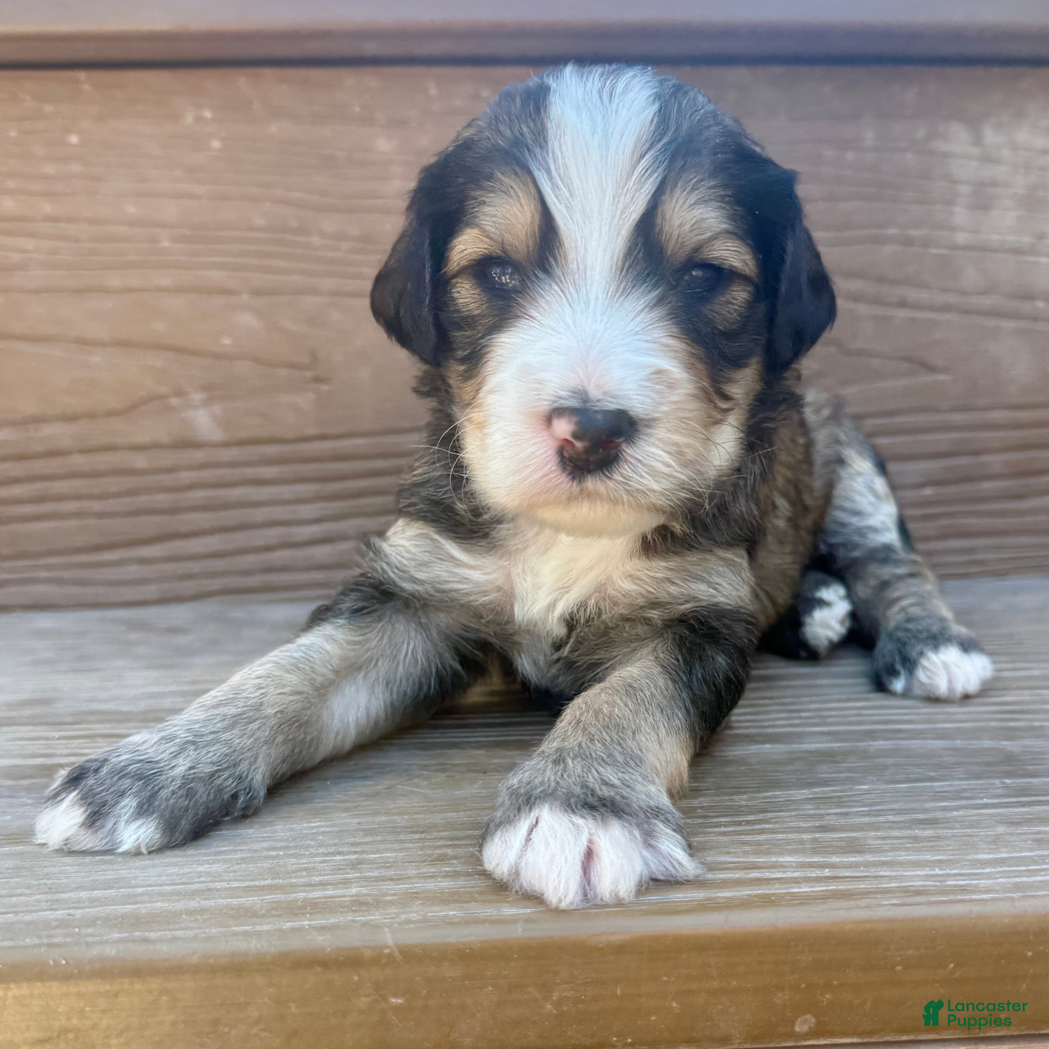Bernedoodle dogs Wolfie - Ad 1