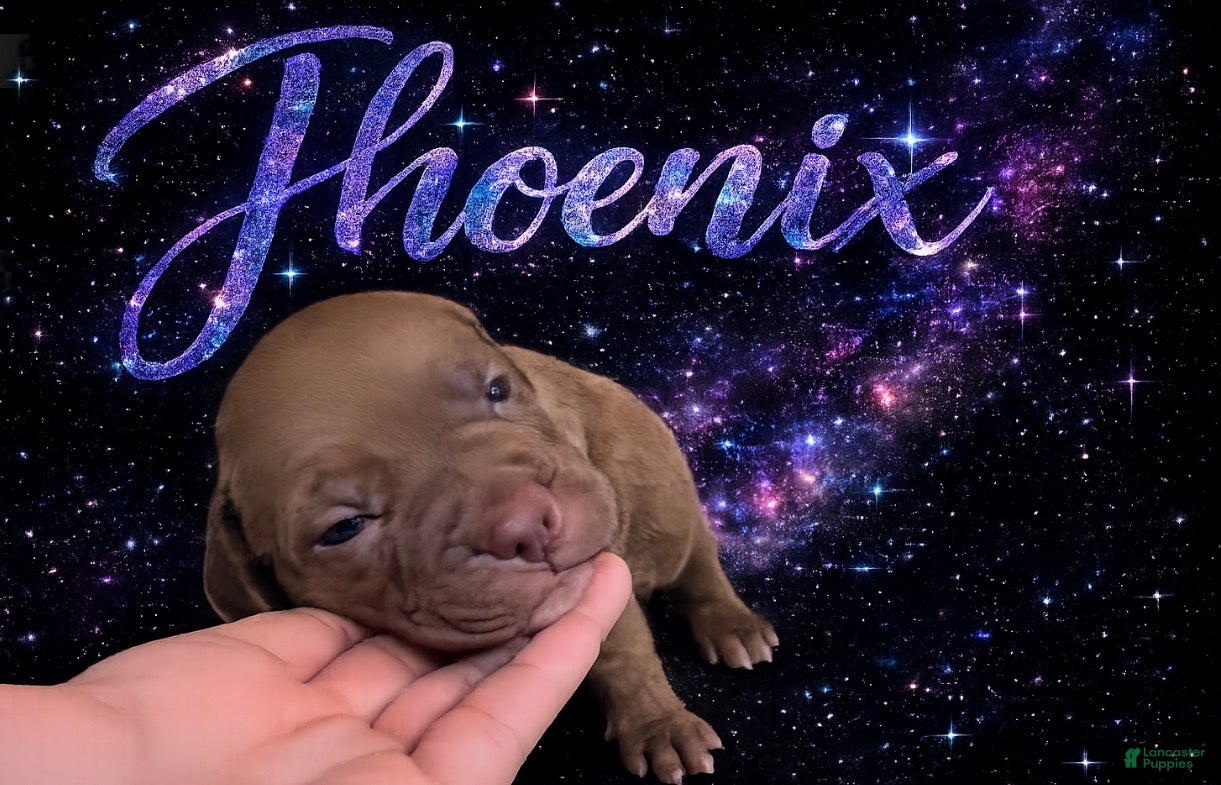 American Pit Bull Terrier dogs Phoenix - Ad 28