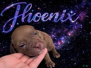 American Pit Bull Terrier dogs Phoenix - Ad 32