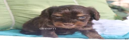 Cavapoo dogs for sale: Shilo - Ad 4