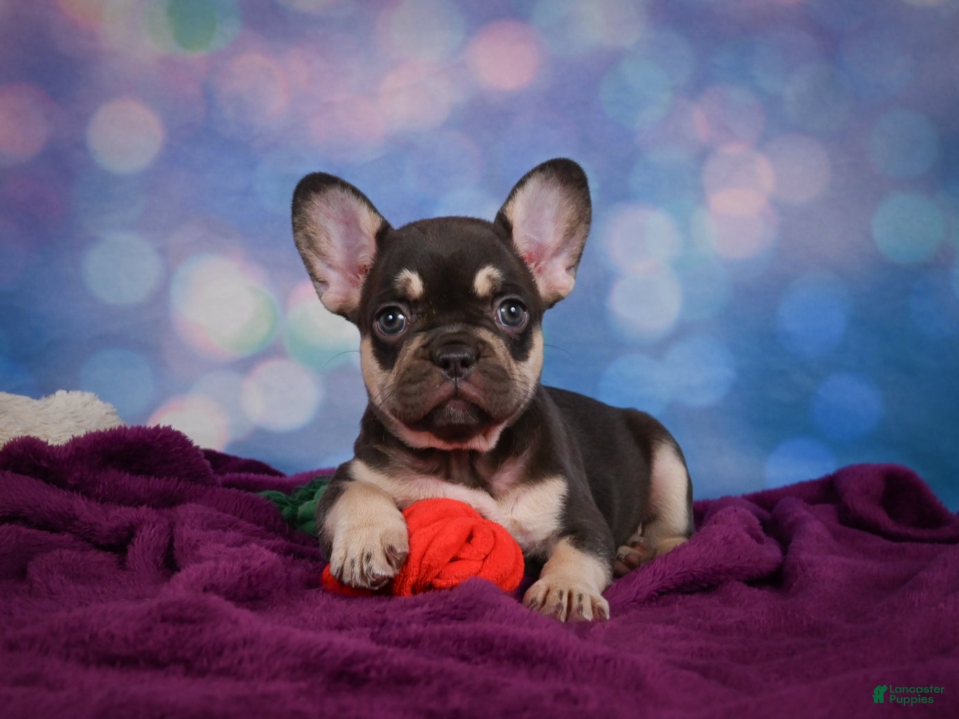 French Bulldog dogs Debbie - Ad 1
