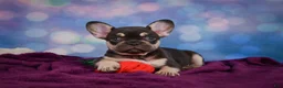 French Bulldog dogs for sale: Debbie - Ad 1