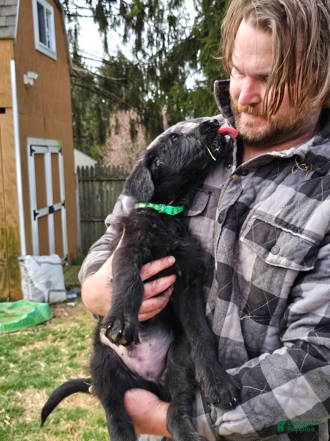 Mixed Breed dogs for sale: Yoshi - Ad 1