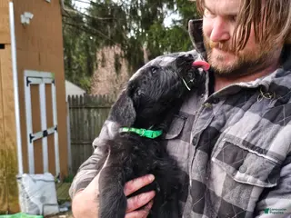 Mixed Breed dogs Yoshi - Ad 7