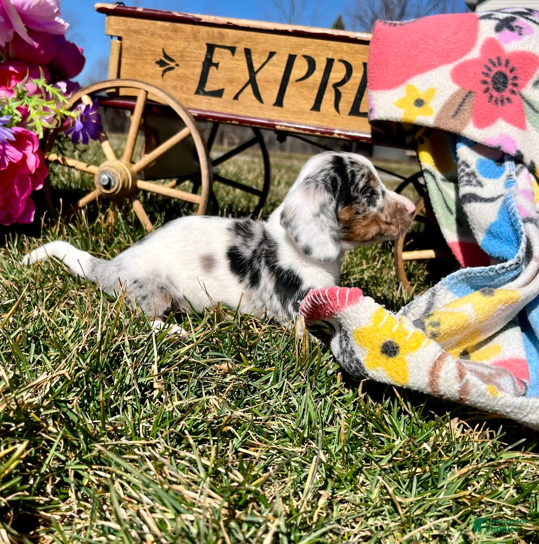 Dachshund dogs for sale: Special Blind Jill ❤️🐾ACA Registered Miniature Dachshund❤️Call 610-273-9348 - Ad 2