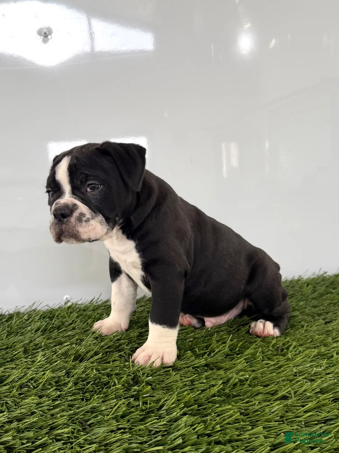 Olde English Bulldogge dogs for sale: Bentley - Ad 2