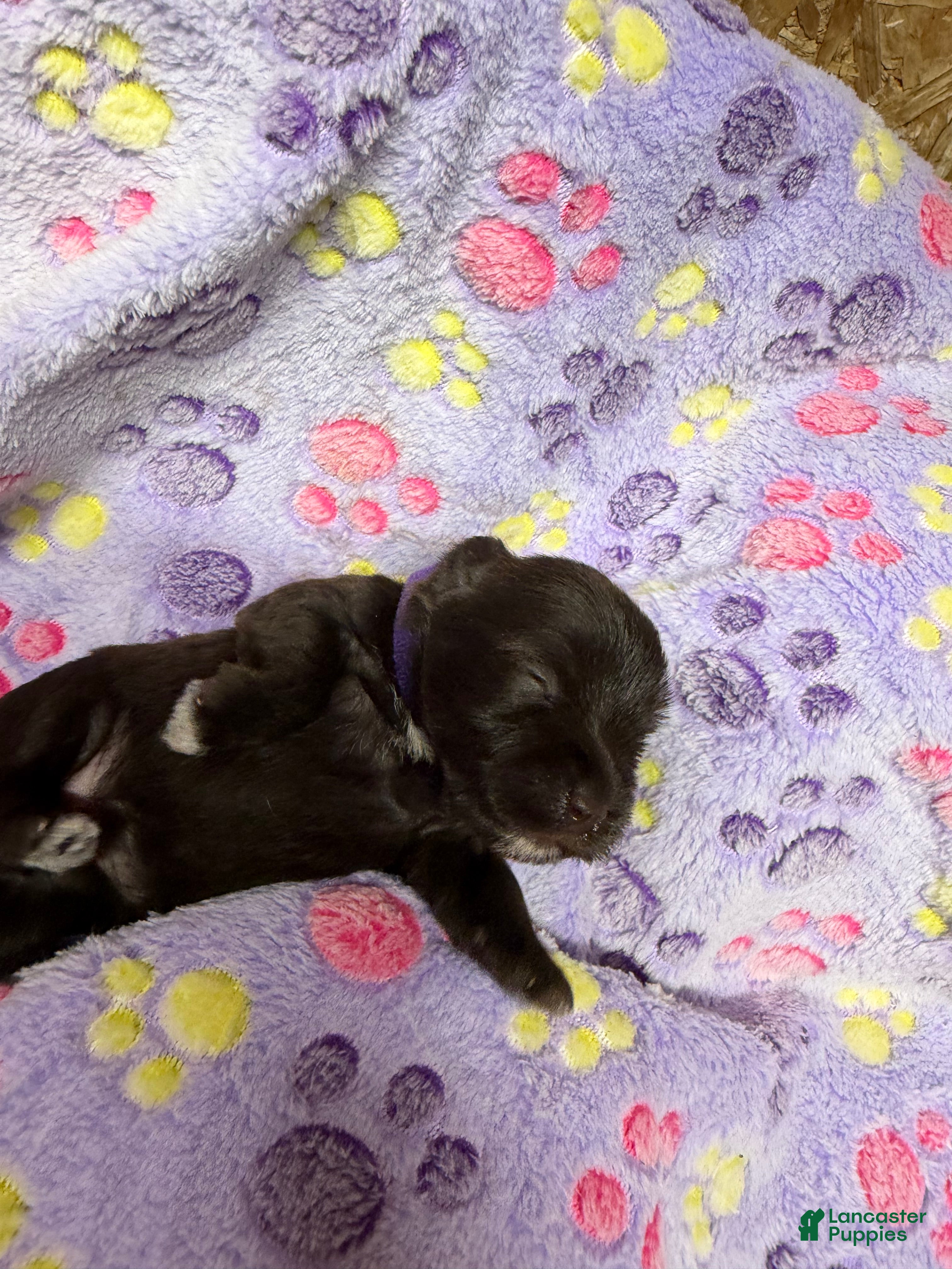 Miniature Schnauzer dogs Miniature Schnauzer 5 - Ad 2