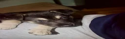 Gerberian Shepsky dogs for sale: Leif - Ad 6