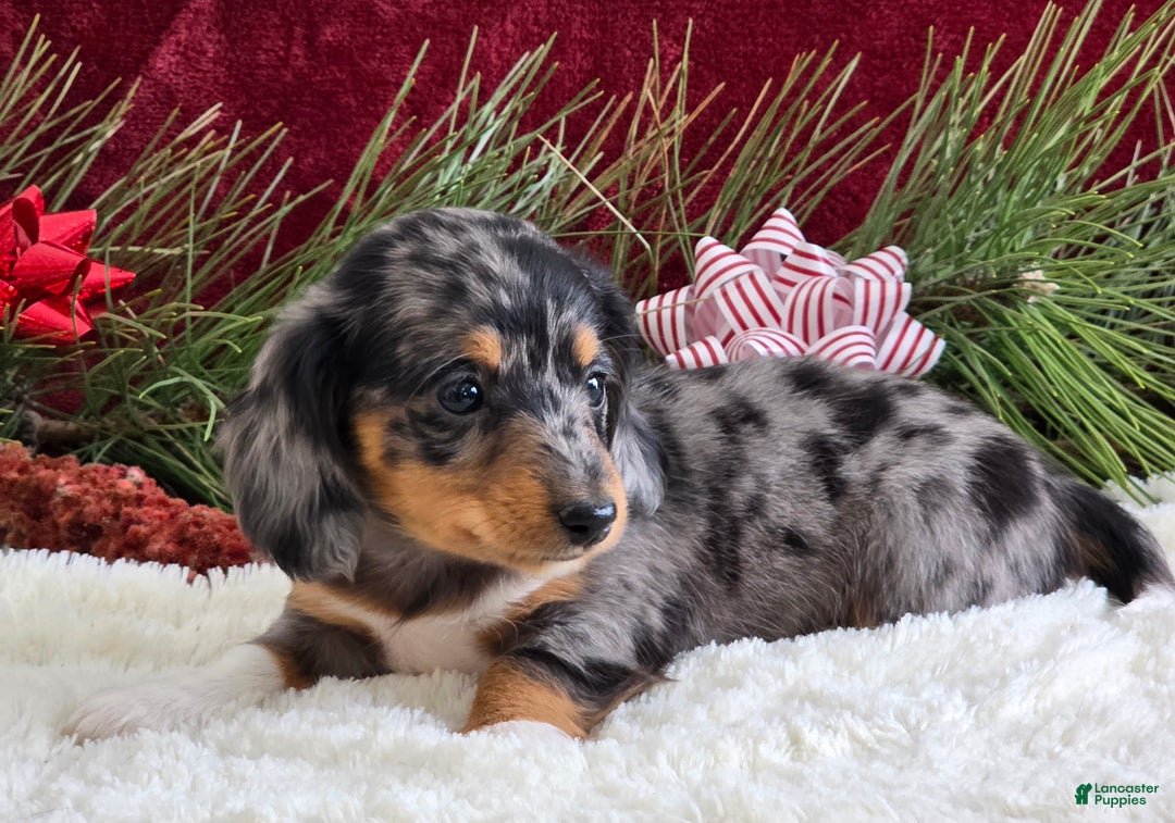 Miniature Dachshund dogs for sale: Kaycie - Ad 3