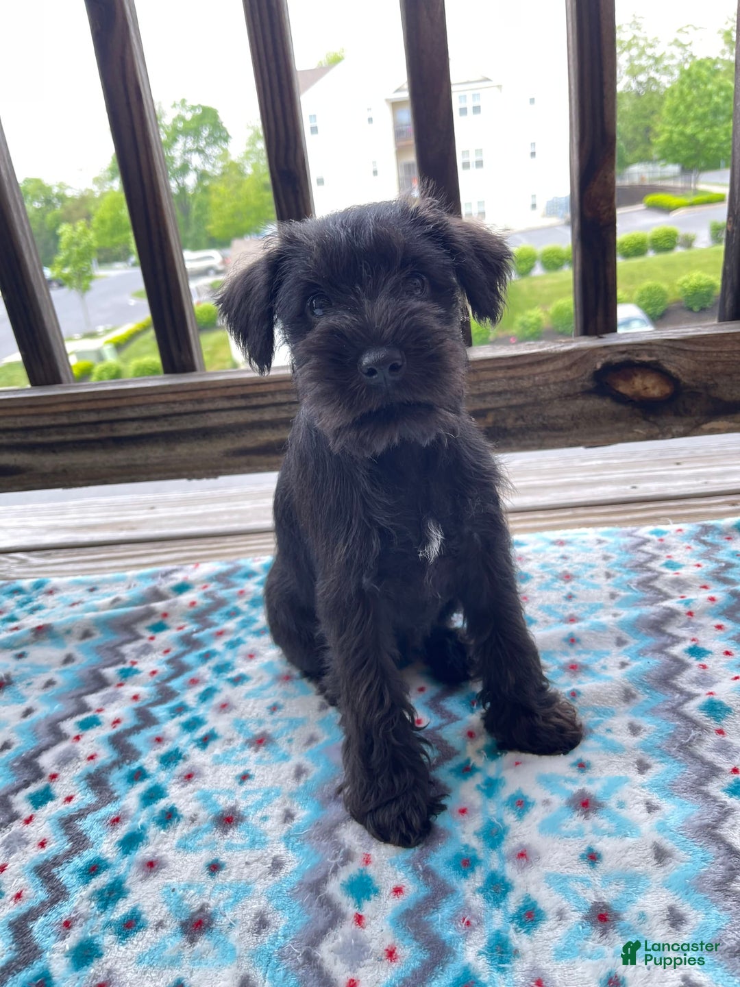 Gallery Image {{count}}