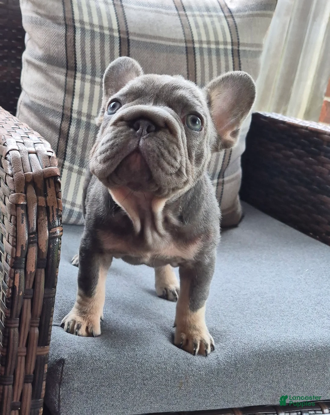 French Bulldog dogs for sale: Juju Big Rope Fluffy Carrier - Ad 2