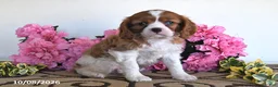 Cavalier King Charles Spaniel dogs for sale: Carmel - Ad 4