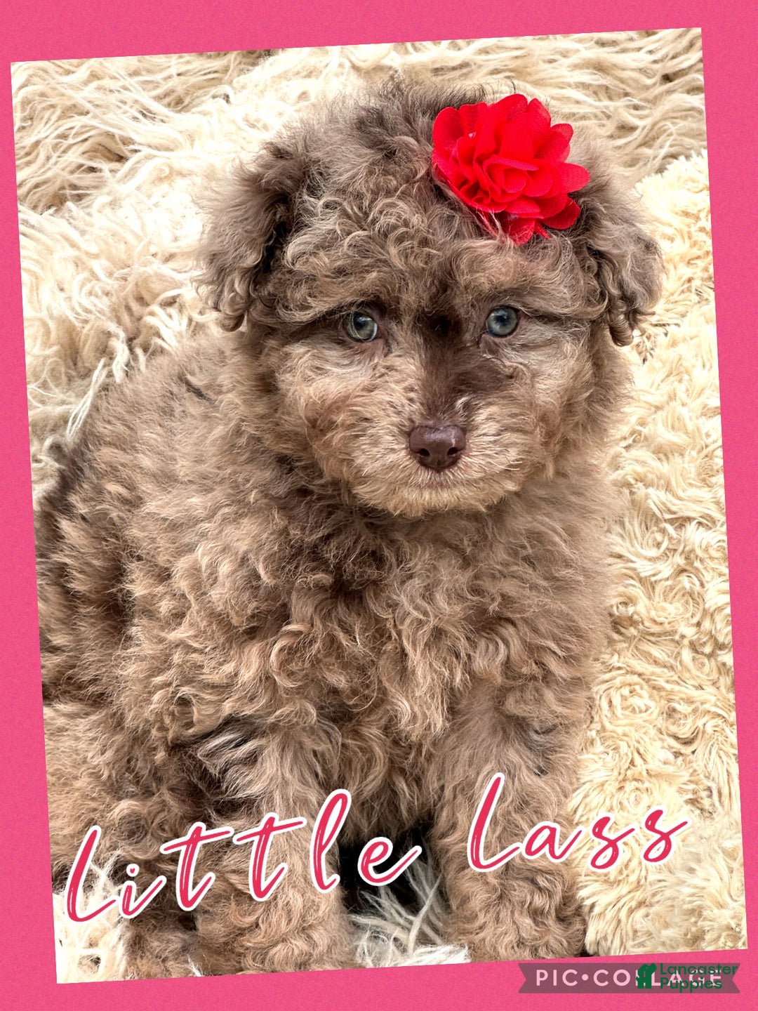 Aussiedoodle dogs for sale: Little Lassie - Ad 1