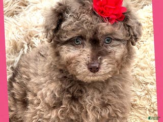Aussiedoodle dogs Little Lassie - Ad 21