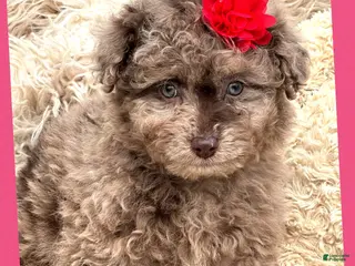 Aussiedoodle dogs Little Lassie - Ad 31
