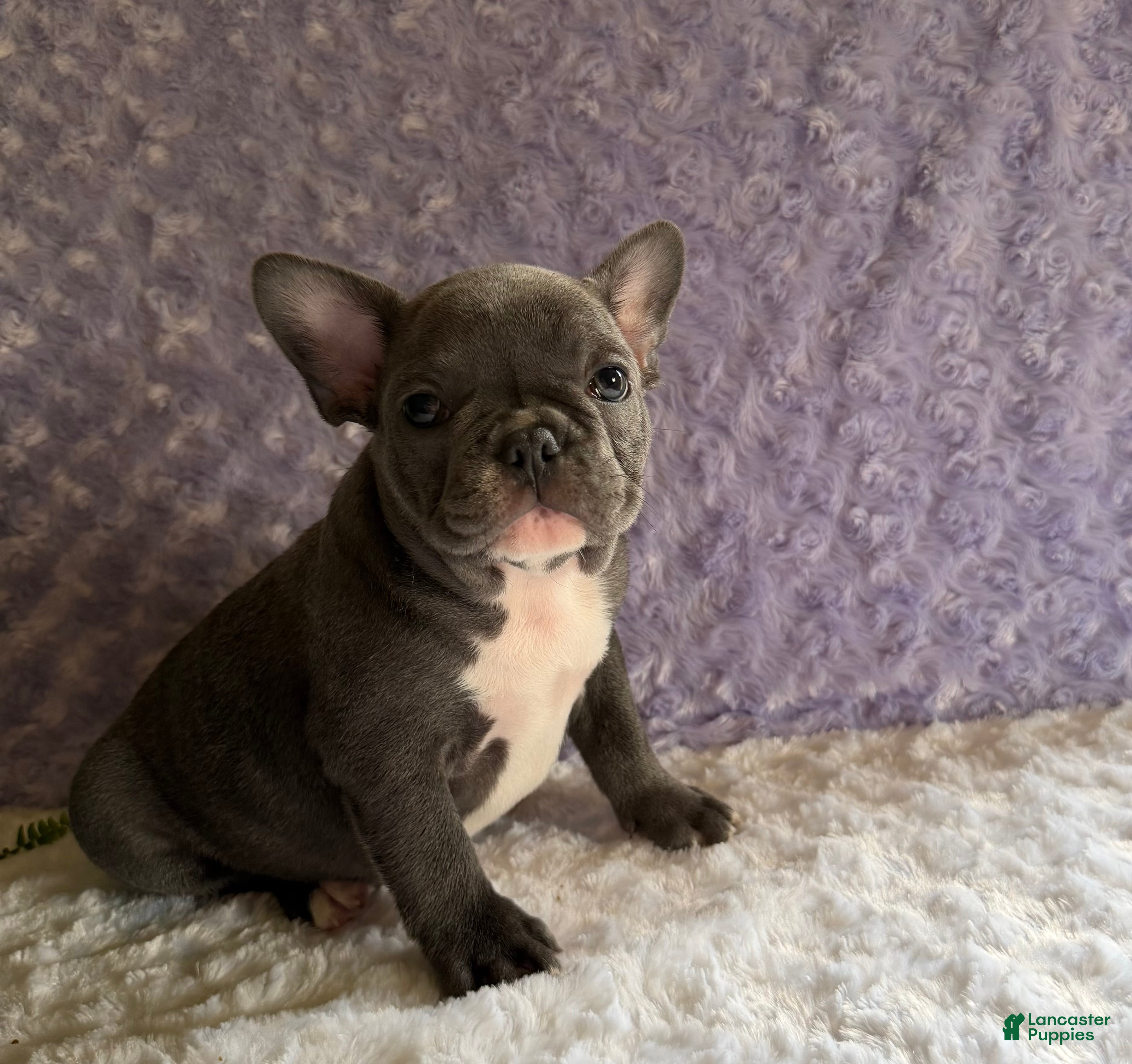 French Bulldog dogs Star - Ad 1