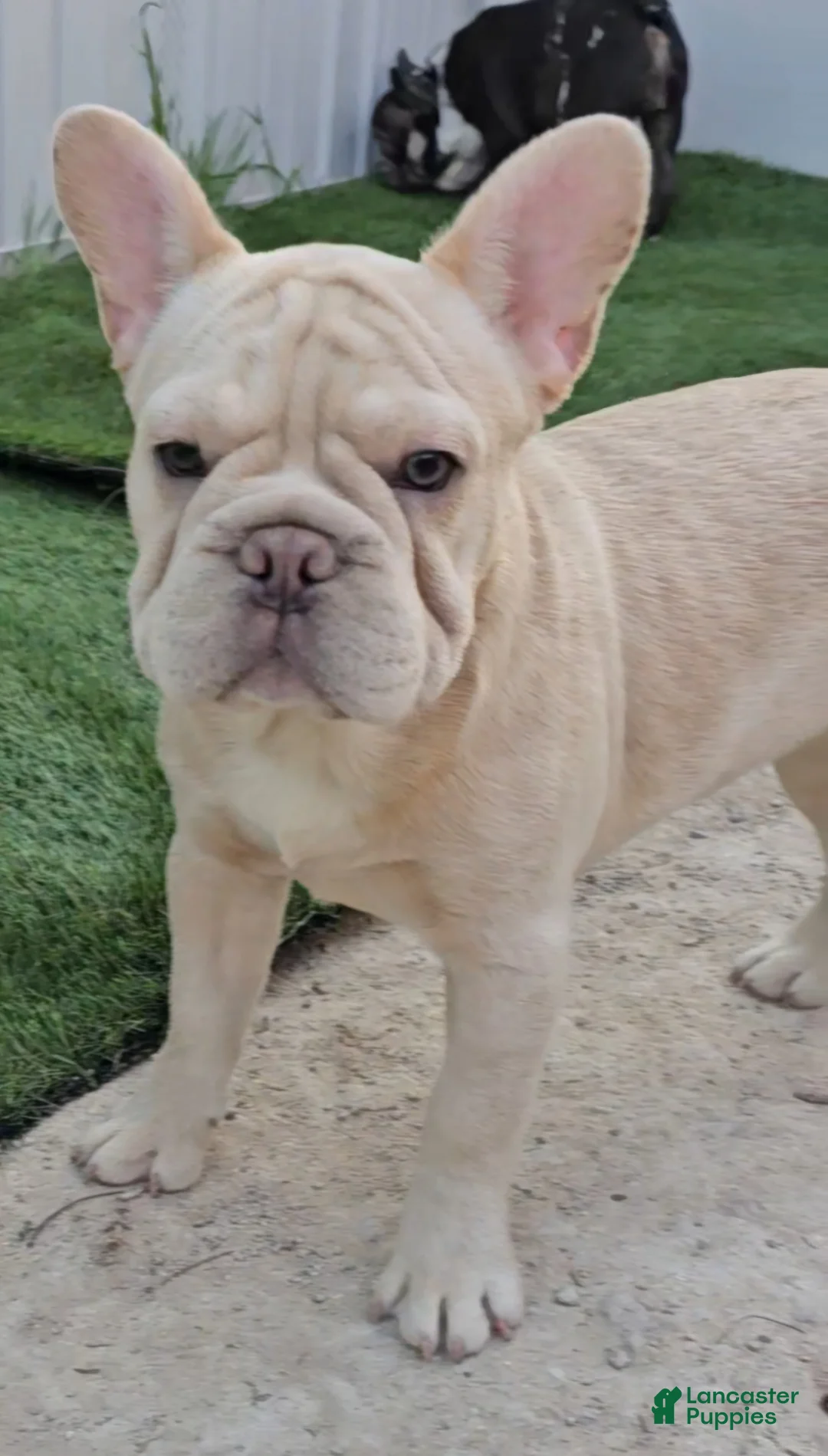 French Bulldog dogs for sale: French Bulldog Puppy 2 - Ad 26
