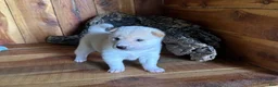 Shiba Inu dogs for sale: Shiba Inu Puppy 3 - Ad 3