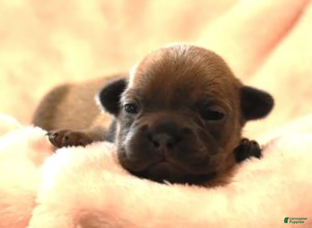 French Bulldog dogs for sale: VIOLA  LILAC FAWN - Ad 1