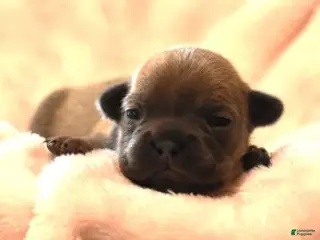 French Bulldog dogs VIOLA LILAC FAWN - Ad 26