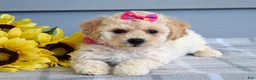Bichpoo dogs for sale: Sophie  - Ad 2
