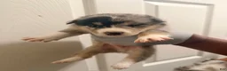 Mixed Breed dogs for sale: Brookie - Ad 7