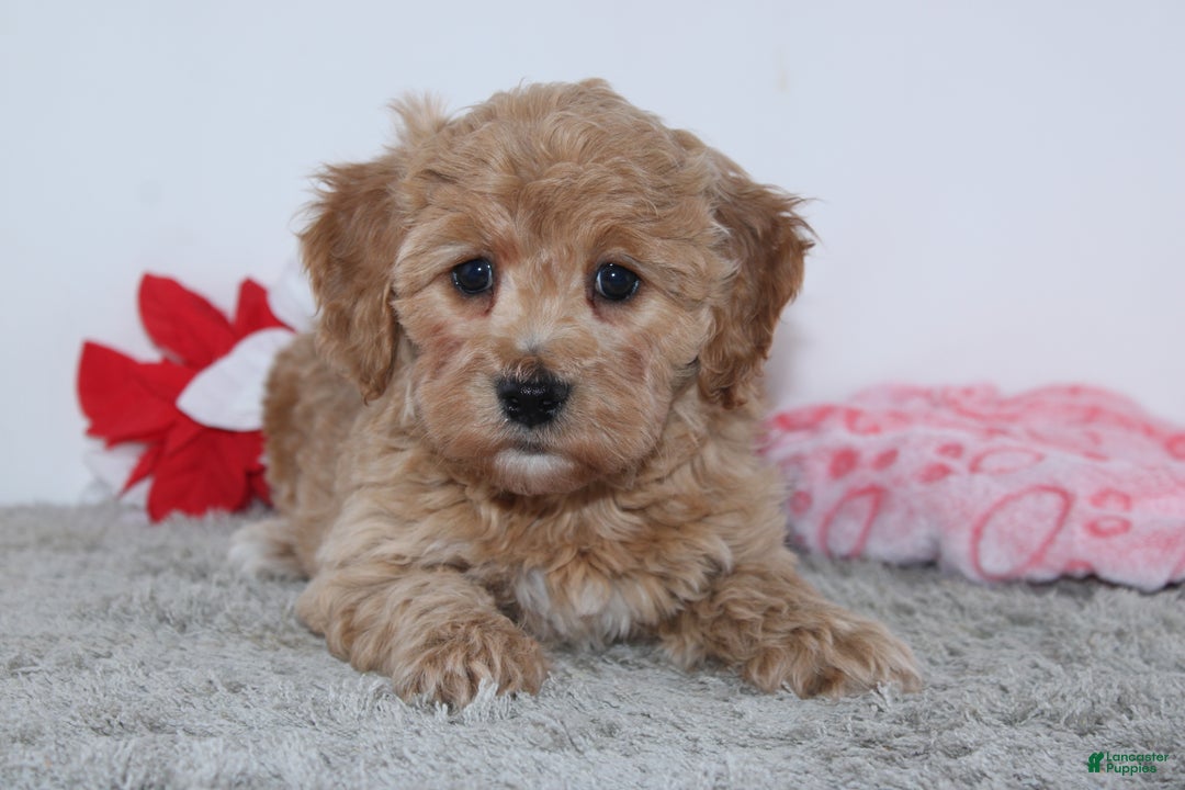 Mini Goldendoodle dogs for sale: Isabella - Ad 2