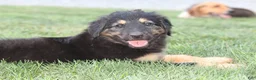 English Shepherd dogs for sale: Shep - Ad 3