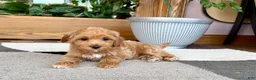 Mixed Breed dogs for sale: Mixed Breed 1 - Ad 8