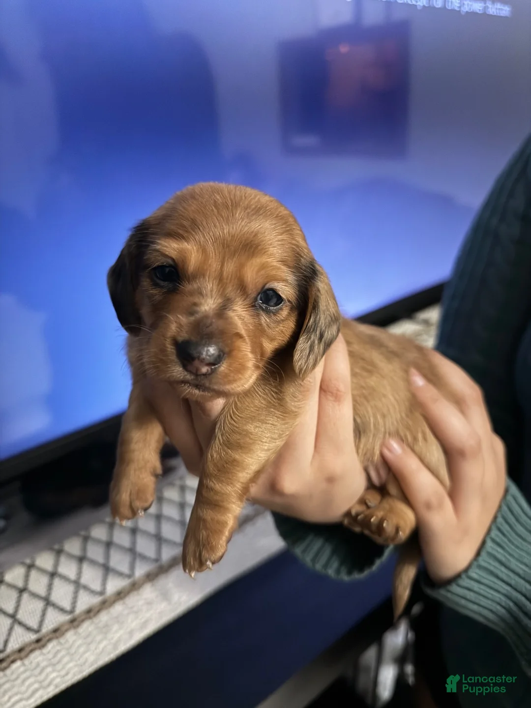 Dachshund dogs for sale: Dachshund  - Ad 2